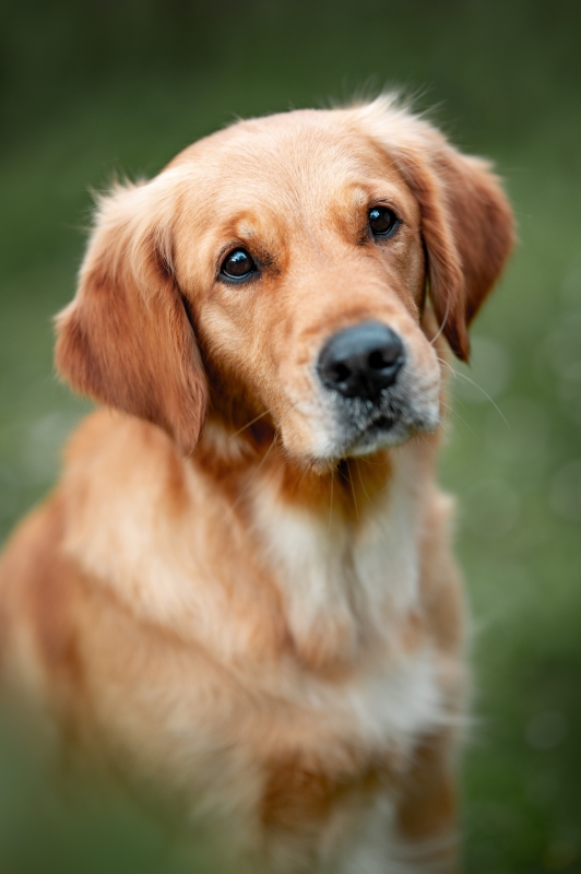 Nayla of everlasting goldendreams