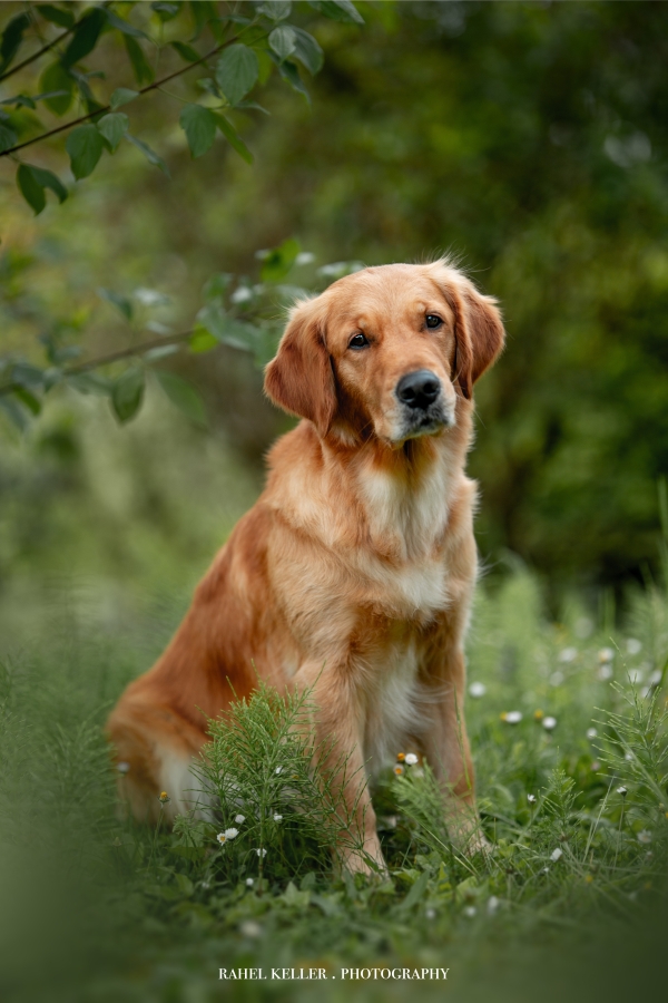 Nayla of everlasting goldendreams