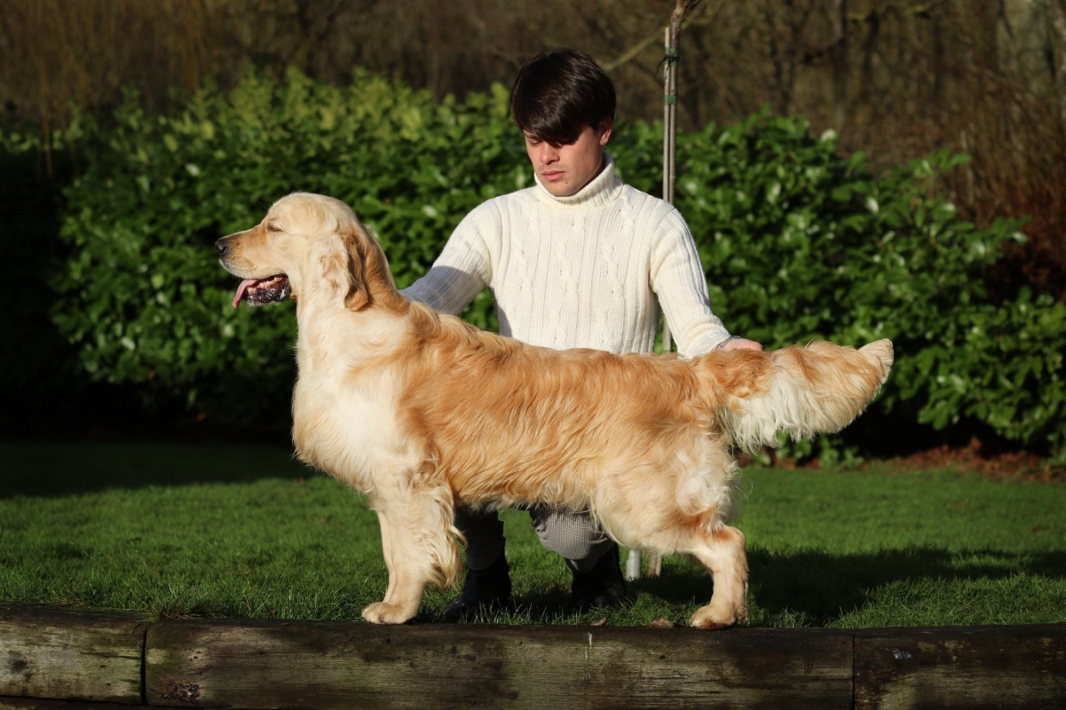 Olvinglay Wolf Whistle Dalton