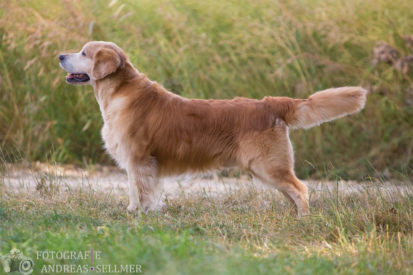 Melrose Flair Eccentric Enrico