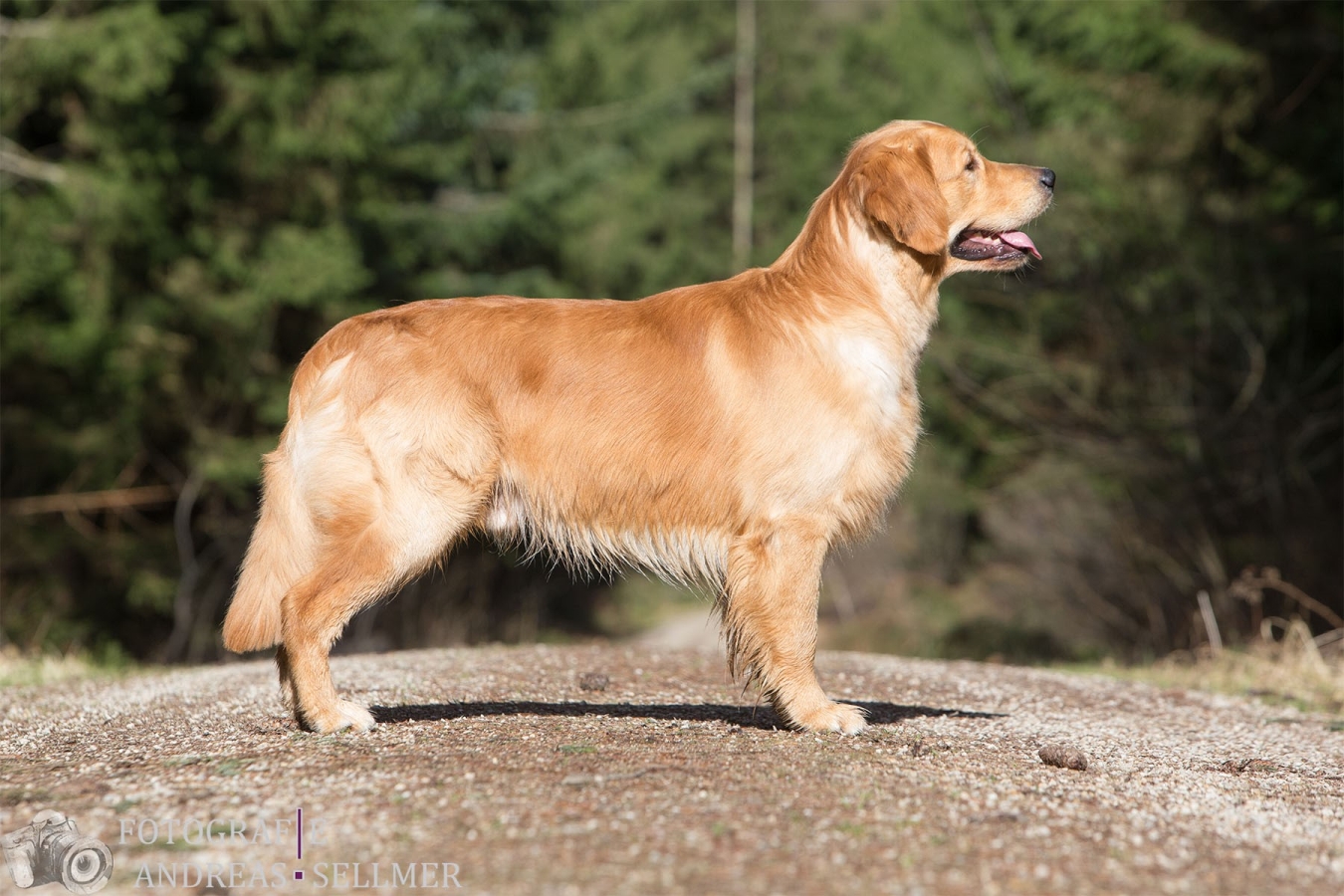 "Giglio" Melrose Flair Go with the Wind Golden Spirit