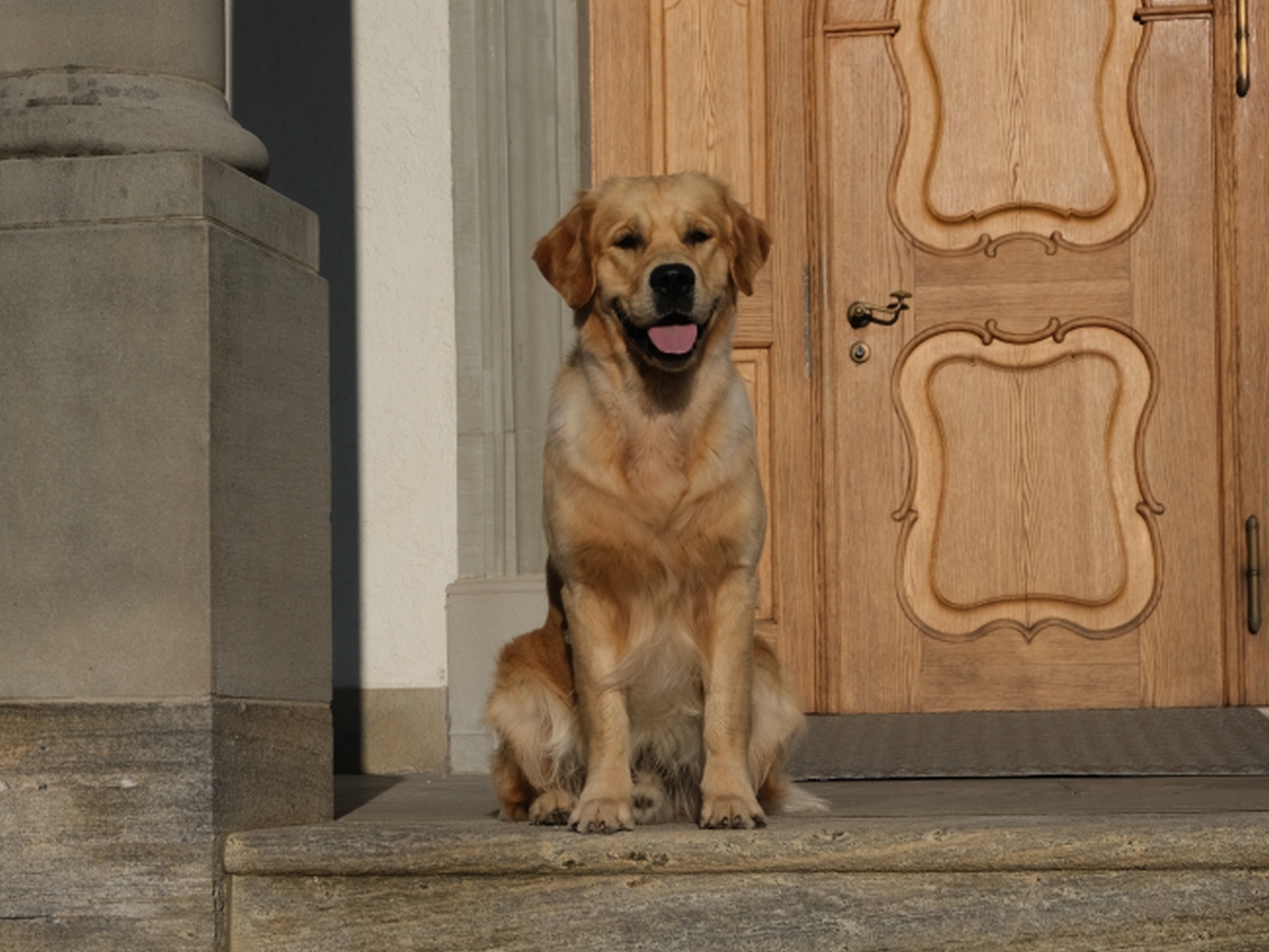 Shadow of dancing sunrays of everlasting goldendreams