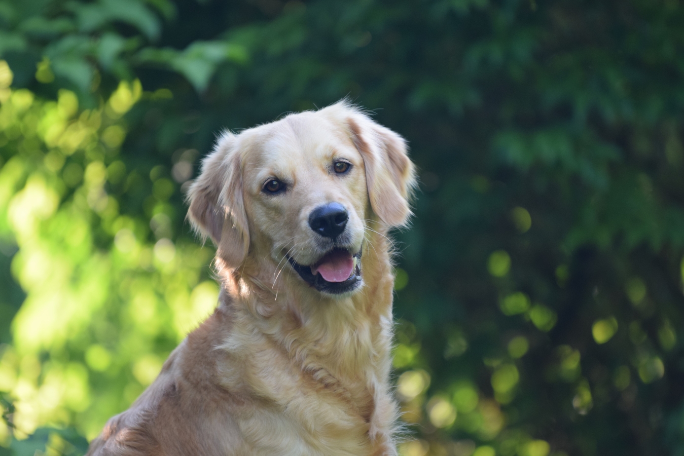 Kylie Golden Harmony vom Rebhügel (Rufname: Tarja)