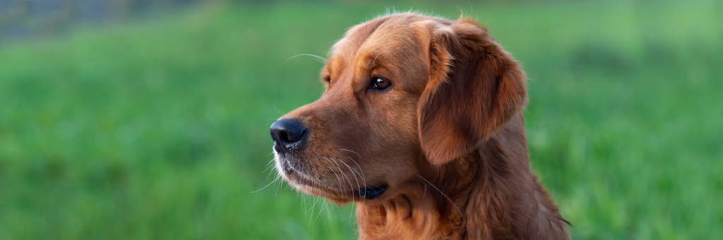 Cliff Golden Harmony vom Rebhügel