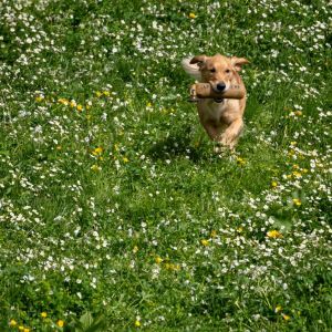 Nava am 17.06.2026