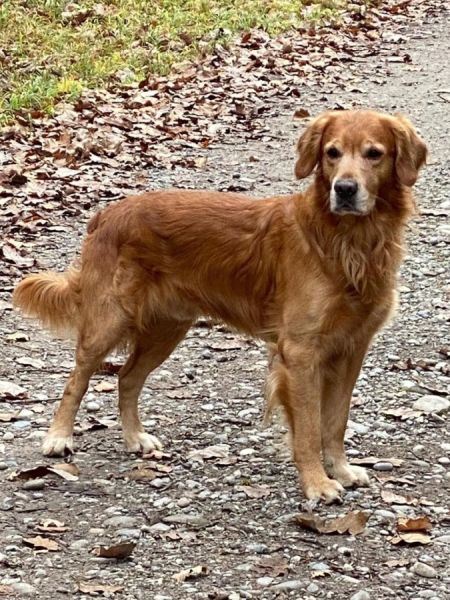 Flash of Hogward’s Magic Golden