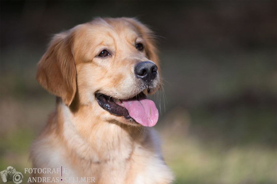 "Giglio" Melrose Flair Go with the Wind Golden Spirit